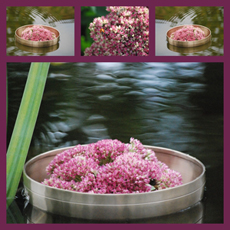 Schale im Wasser