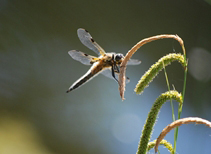 Libelle